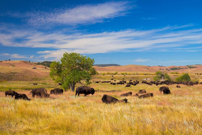 Bisons im Custer State Park, Rocky Mountains, USA Mietwagenreise