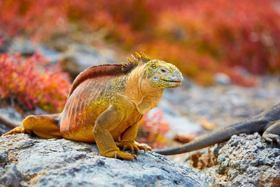 Iguana, Leguan, Galapagos Inseln, Ecuador Rundreise