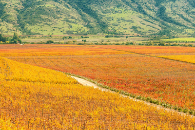 Rundreise Chile, Vino de Chile, América Special Tours, Colchagua Tal
