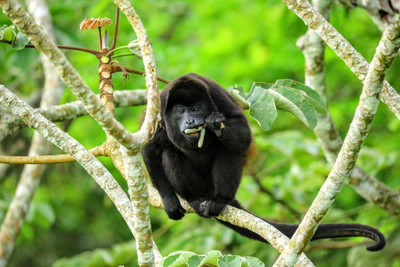 Naturreise Costa Rica, Brüllaffe