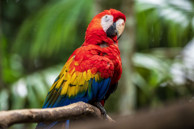 Scharlachroter Ara, Dschugel, Natur, Ecuador Rundreise