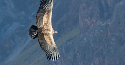 Andenkondor, Colca Canyon, Peru Rundreise