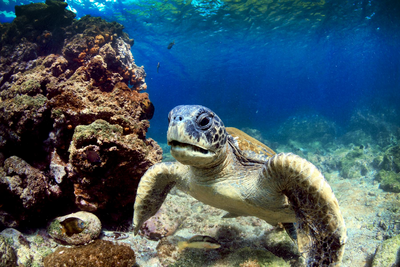 Reise zu den Galapagos Inseln, Paradies, América Special Tours, Tauchen
