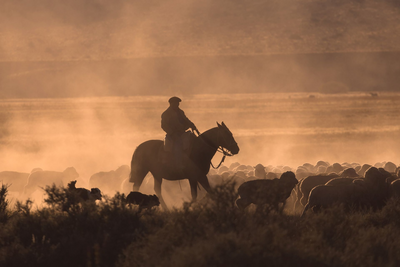 Pferd, Gauchos, Argentinien Rundreise