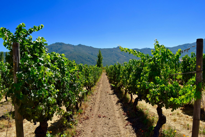 Luxusreise Chile, Vino de Chile, América Special Tours