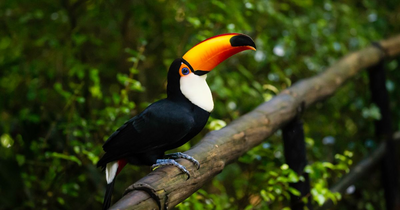 Tukan, Iguazu Regenwald, Argentinien, Urlaub in der Natur