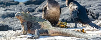 Galapagos Rundreise, Fernandina Island, América Special Tours