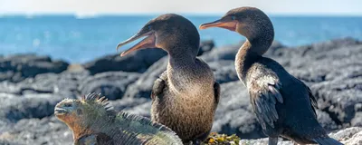Galapagos Rundreise, Fernandina Island, América Special Tours