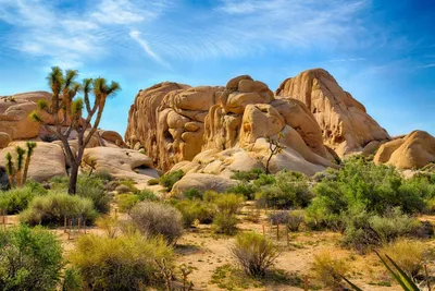 Joshua Tree Nationalpark, Kalifornien, USA Westküste Mietwagenreise
