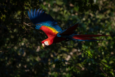 Hellroter Ara, Vogelbeobachtungen, Costa Rica Luxusreise