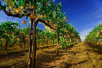 Chilereise für Weinliebhaber, Weingut, Maipo Tal, Santiago de Chile