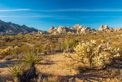 Mojave Wüste, USA Mietwagenreise Kalifornien 