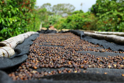 Panama Individualreise, Kaffeeplantage, Abenteuer