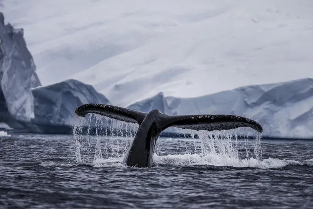 Antarktis, Copyright © Silversea