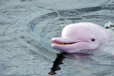 Rosafarbener Flussdelfin, Amazonas, Peru Luxusreise