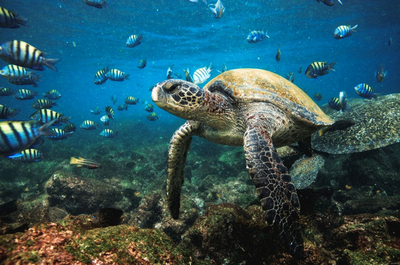 Unterwasserwelt, Meeresschildkröte, Galapagos, Ecuador Reise