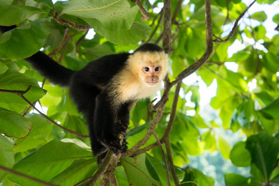 Kapuzineraffe, Nicaragua Reise, Mittelamerika