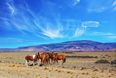 Pferde in der Pampa, Natur, Argentinien Reise 
