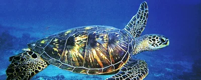 América Special Tours, Galapagos Inseln, Ecuador Rundreise
