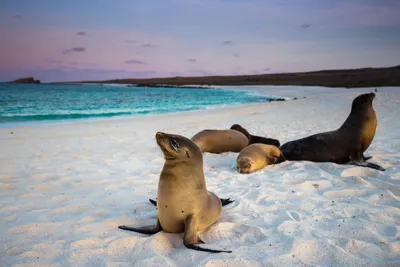 Seelöwen, Galapagos Inseln, Ecuador Reisen