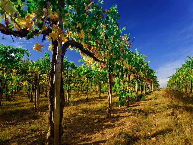 Privatrundreise Chile, Wein, Weinliebhaber