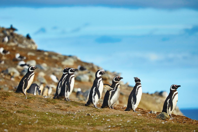 Luxusrundreise Chile, Pinguine, América Special Tours