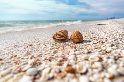 Muschelstrand, Sanibel, USA Reise, Ferienvilla Florida