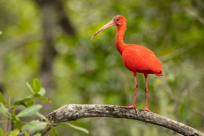 Guará, Scharlachsichler, Brasilien, Jeep-Safari