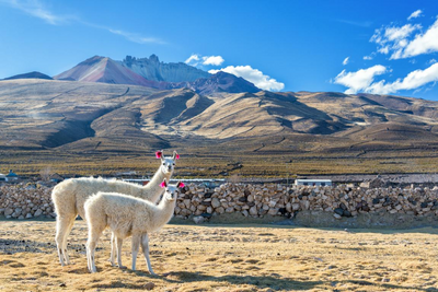 Bolivien Individualreise, Lama, Alpaca, Straßenrand, Uyuni, Bergpanorama