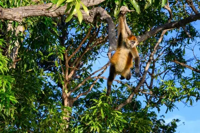Brüllaffe, Nicaragua