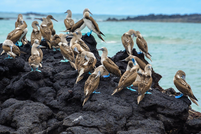 Ecuador Rundreise, Schildkröte, Galapagos Insel, Blaufußtölpel, Natur, Strand