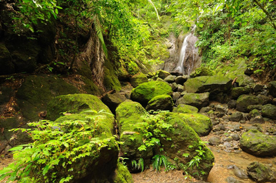 Panama Abenteuerreise, Dschungel, Boquete