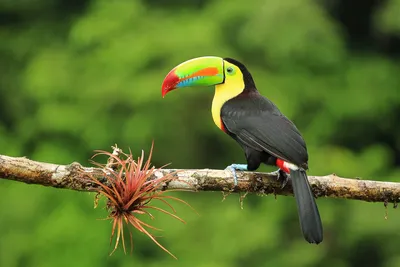 Naturparadies Costa Rica: Tukan im Regenwald