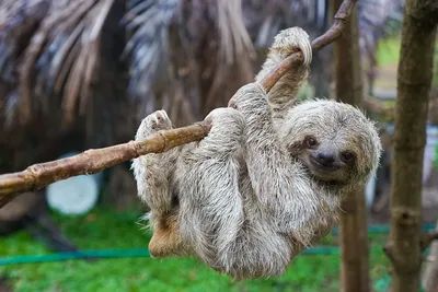 Nachhaltig reisen in Costa Rica: Faultier im Regenwald