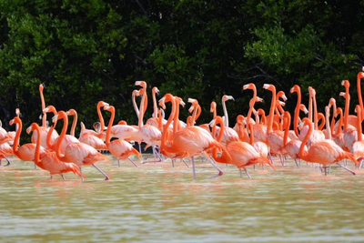 Flamingos, Celestun, Mexiko Reisen, Natur
