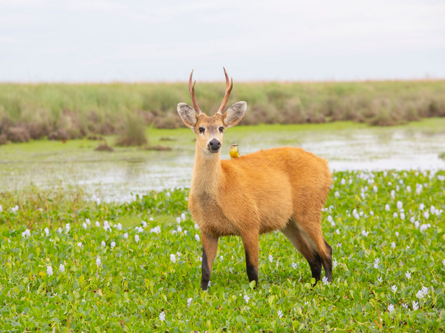 Sumpfhirsch, Esteros de Ibera, Nationalpark, Argentinien Reise 