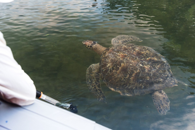 Schildkröte, Black Turtle Cove, Gálapagos Reise