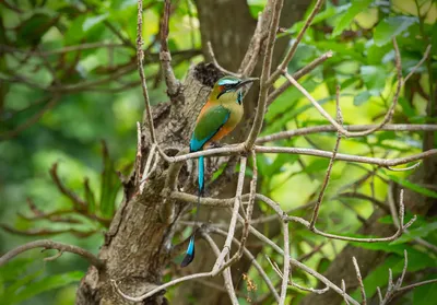 Türkisbrauen Motmot, Nicaragua Vogelbeobachtung