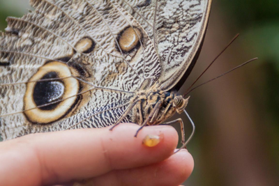 Bolivien Reise für Entdecker, Schmetterling, Oase, Natur, Lebewesen