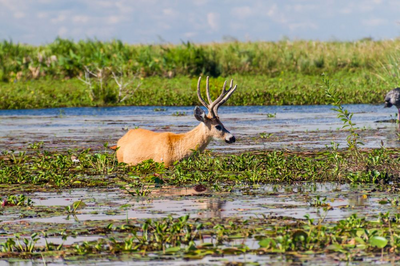 Sumpfhirsch, Ibera Naturreservat, Nationalpark, Argentinien Reise Nordosten