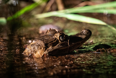 Kaiman, Rio Napo, Ecuador