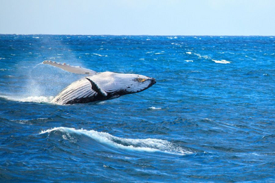Individualreise nach Argentinien. Mit América Special Tours nach Puerto Madryn.