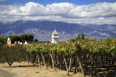 Weinberge, Cafayate, Argentinien Urlaub