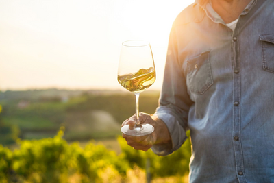 Wine Tasting, Uruguay Reise
