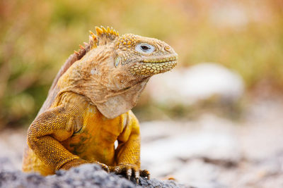 Galapagos Inseln bereisen, Ecuador, Sonne, Meer, Leguan, Tierreichtum