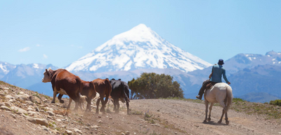Gauchos mit Rindern in Patagonien, Argentinien Rundreisen