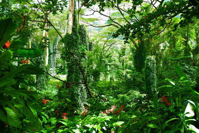 Manoa Tal, Oahu, Hawaii Luxusreise, Inselhopping, USA Reise